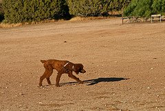 Dog following track