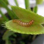 venus flytrap with victim