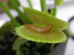 venus flytrap with victim