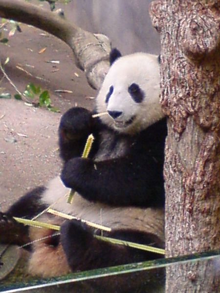 450px-Panda_in_San_Diego_Zoo
