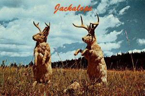 jackalopes