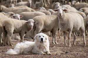 sheep dog DonDeBold Flickr