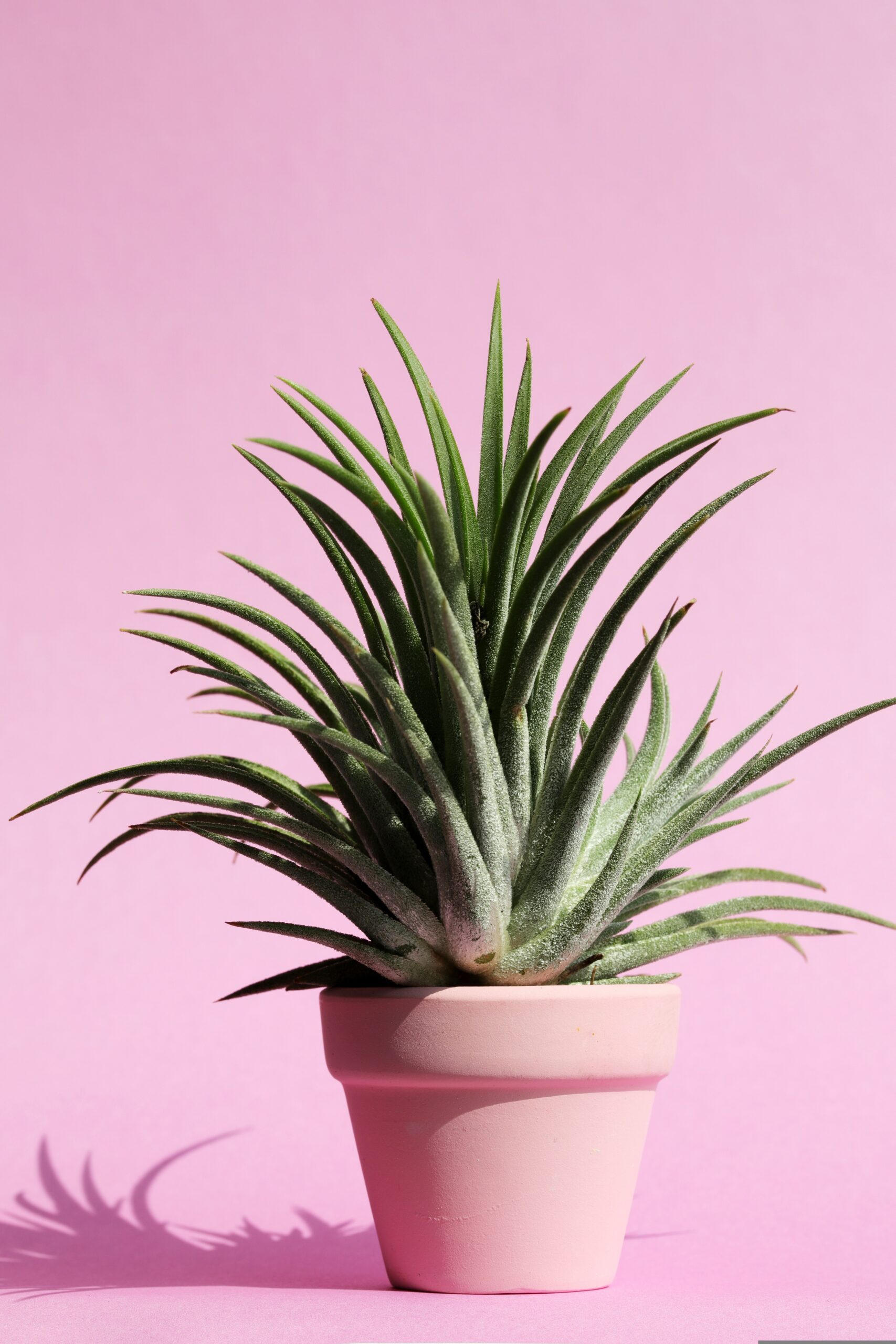 heungsoon-pastel-4279379 potted plant